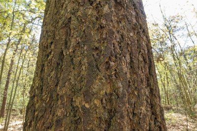 Exploring the intricate bark texture of a large tree in a serene