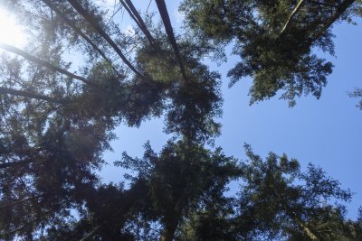 Tall trees reaching for the bright blue sky above in a serene fo