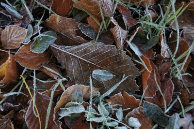 Bevroren herfstbladeren en gras in de vroege winter