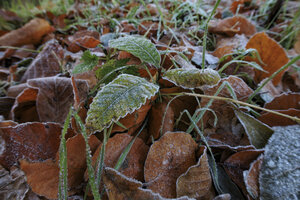 Rijp en ruit: herfst gaat over in winter