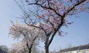 Kersenbloesem in Zevenbergen, Noord-Brabant