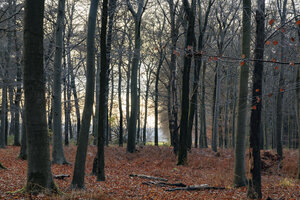 Herfst naar winter in een sereen bos