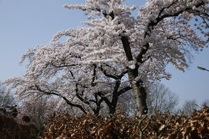 Bloeiende kersenbomen onder blauwe lucht in Zevenbergen