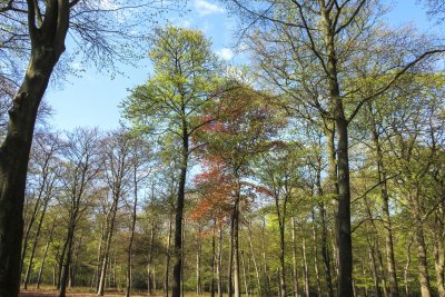 Vibrant forest in spring with new green leaves and a hint of fal