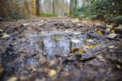 Nat bospad met herfstbladeren na regenbui bij Breda