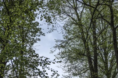 Sunlight filters through green leaves in a serene forest on a ca