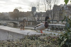Twee eenden bij de Seine in Parijs op een bewolkte middag