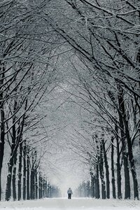 Winterwandeling door het Liesbos