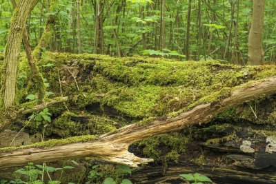Lush green moss covering fallen tree trunk in a serene woodland