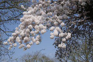 Bloeiende kersenbomen in Noord-Brabant