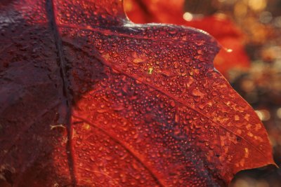 Glinsterend rood herfstblad met dauwdruppels