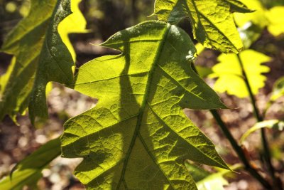 Sunlight filters through vibrant green leaves, highlighting intr