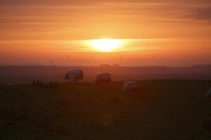 Schapen grazen bij zonsondergang