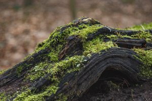 Mosbegroeide boomstam in herfstbos
