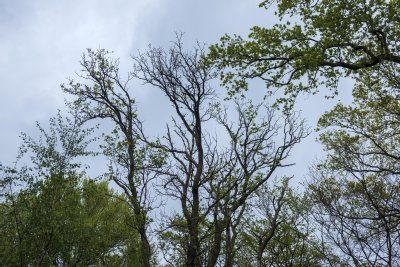 Tall trees reaching for the cloudy sky in a serene forest during