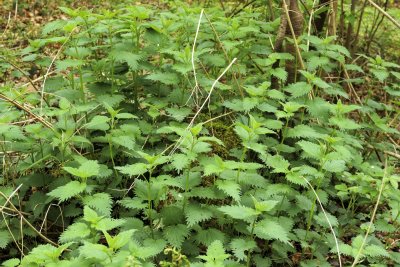 Dense patch of green nettles thriving in a shaded forest area du