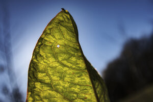 Close-up view of a green leaf showing intricate patterns and a s