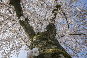 Kersenbloesemboom in volle bloei onder blauwe lucht