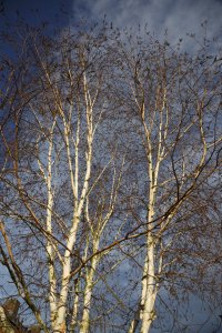 Bomen tegen blauwe lucht