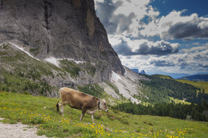 Bruine koe graast in weelderige weide bij Dolomieten