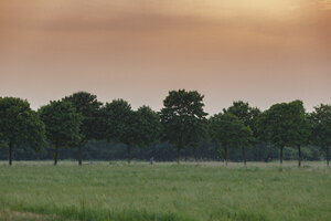 Weelderig groen veld onder serene dageraadhemel