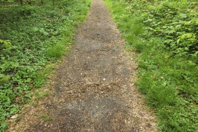 Walking trail surrounded by lush greenery in a peaceful forest s
