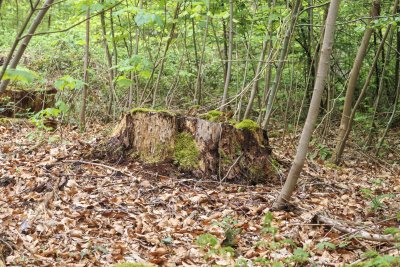 Moss-covered tree stump surrounded by lush greenery in a tranqui
