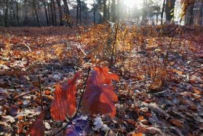Herfstbos in ochtendlicht: overgang naar winterrust