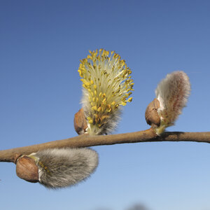 Willow catkins bloom in spring against a clear blue sky showcasi