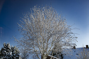Sneeuwbedekte berk in Nederlandse achtertuin