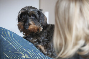 Dog sits on couch while person looks on in a cozy setting
