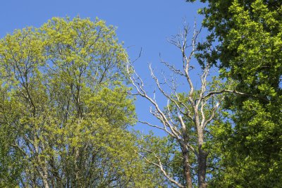 Vibrant green trees contrast with barren branches against a clea
