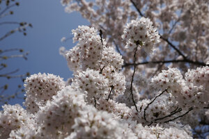 Kersenbloesem in volle bloei in Noord-Brabant