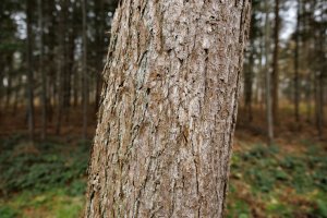 Boomstamtextuur in bos