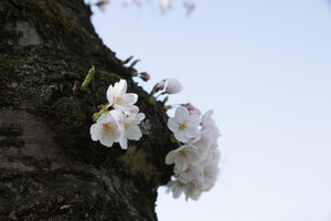 Kersenbloesem op boomstam in Noord-Brabant