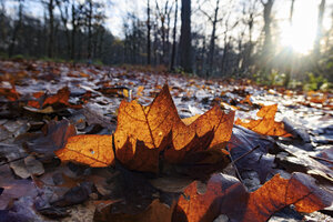 Herfst naar winter in het bos