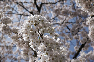 Bloeiende kersenbloesem in Zevenbergen