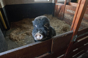 Varken in kinderboerderij interacteert met bezoekers