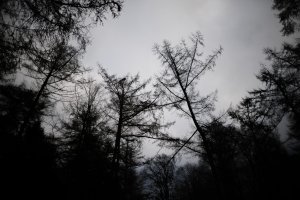 Kale bomen onder bewolkte lucht