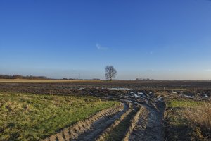 Prachtig landelijk landschap met een eenzame boom