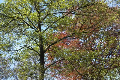 Vibrant spring foliage under a clear blue sky highlights the tra