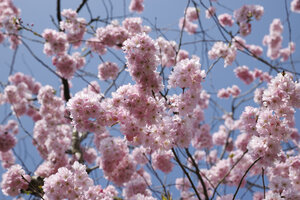 Kersenbloesem in volle bloei onder helderblauwe lucht in Zevenbergen
