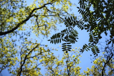 Bright green foliage contrasts against a clear blue sky in a ser