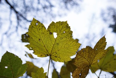 Herfstbladeren tegen bewolkte hemel in Breda