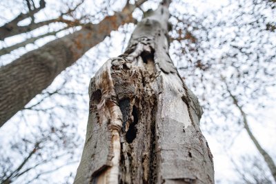 Verweerde boomstam met holtes gefotografeerd vanuit kikvorsperspectief in winterbos Breda