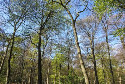 Tall trees with fresh green leaves under a bright blue sky in a