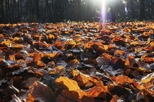 Herfst naar winter: glinsterend bladerdeken in het bos