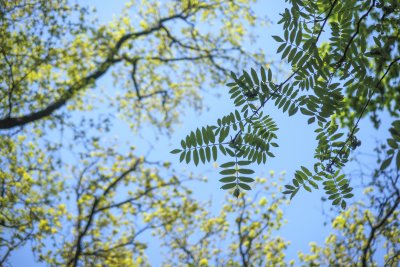 Lush green leaves stretch towards a clear blue sky in a vibrant