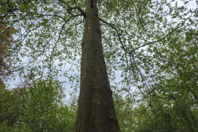 Tall tree reaches towards grey sky in lush forest during early s