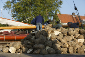 Oogst wortelen aan de haven
